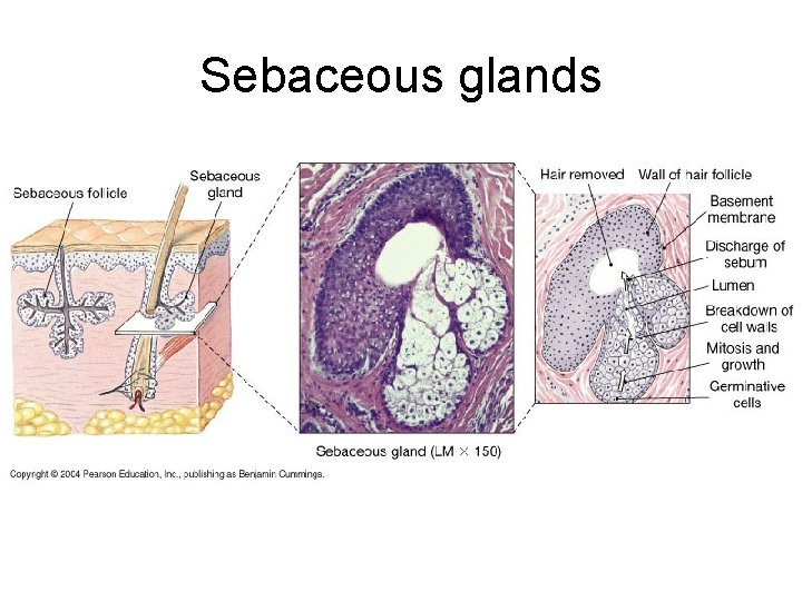 Sebaceous glands 