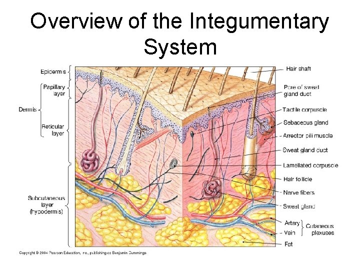 Overview of the Integumentary System 