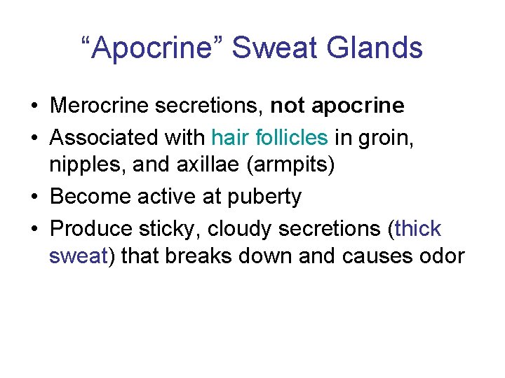 “Apocrine” Sweat Glands • Merocrine secretions, not apocrine • Associated with hair follicles in