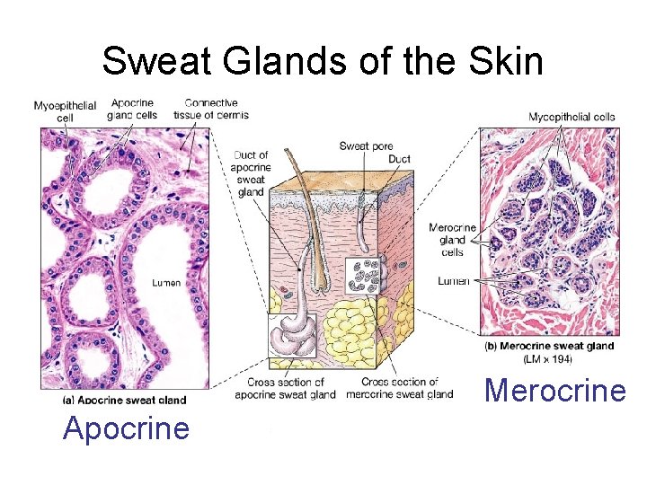 Sweat Glands of the Skin Merocrine Apocrine 