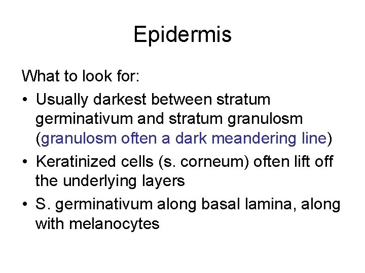 Epidermis What to look for: • Usually darkest between stratum germinativum and stratum granulosm