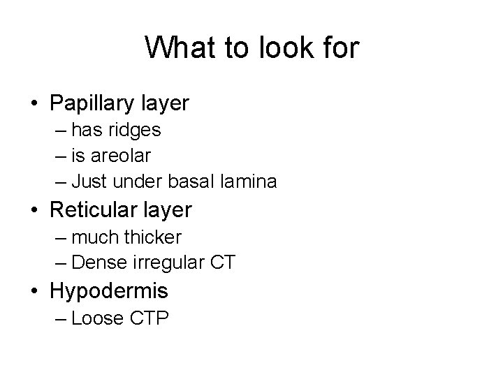 What to look for • Papillary layer – has ridges – is areolar –