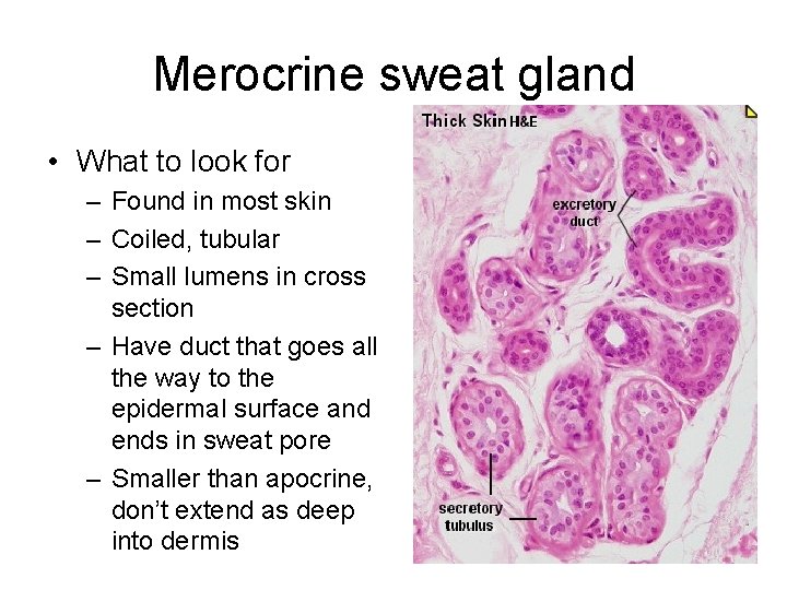 Merocrine sweat gland • What to look for – Found in most skin –