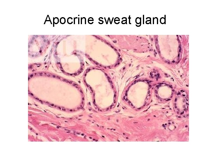 Apocrine sweat gland 
