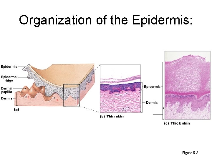 Organization of the Epidermis: Figure 5– 2 