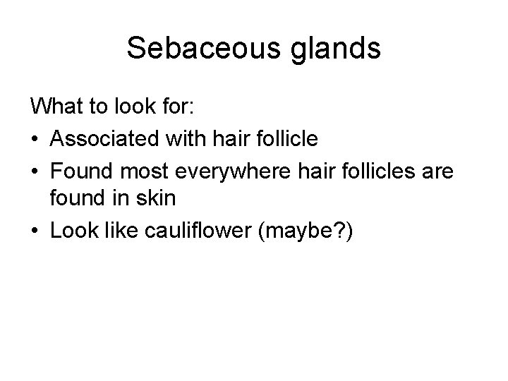 Sebaceous glands What to look for: • Associated with hair follicle • Found most