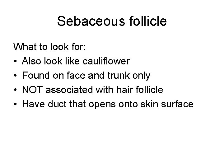 Sebaceous follicle What to look for: • Also look like cauliflower • Found on