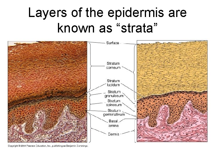 Layers of the epidermis are known as “strata” 