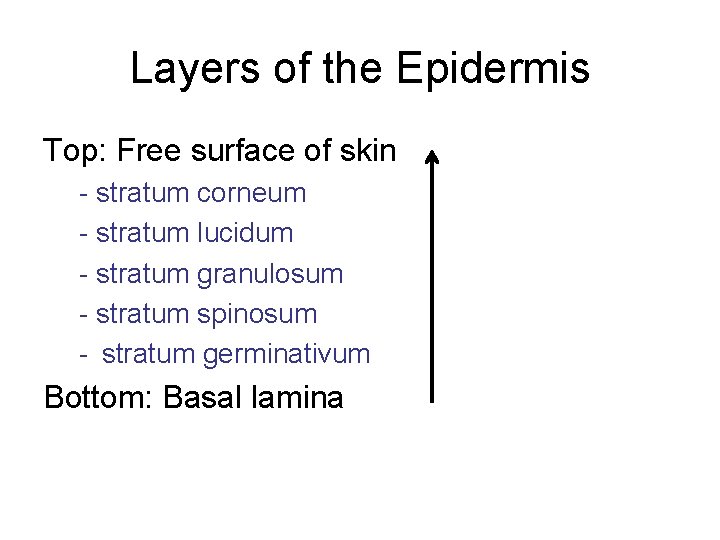 Layers of the Epidermis Top: Free surface of skin - stratum corneum - stratum