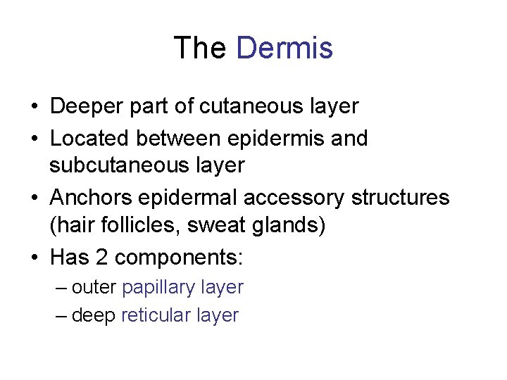 The Dermis • Deeper part of cutaneous layer • Located between epidermis and subcutaneous