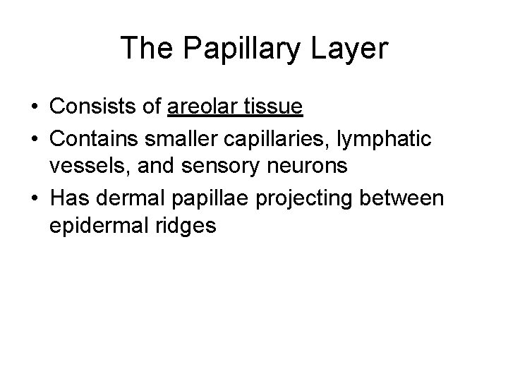 The Papillary Layer • Consists of areolar tissue • Contains smaller capillaries, lymphatic vessels,