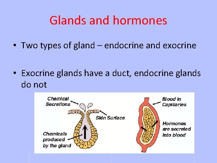 Glands and hormones • Two types of gland – endocrine and exocrine • Exocrine