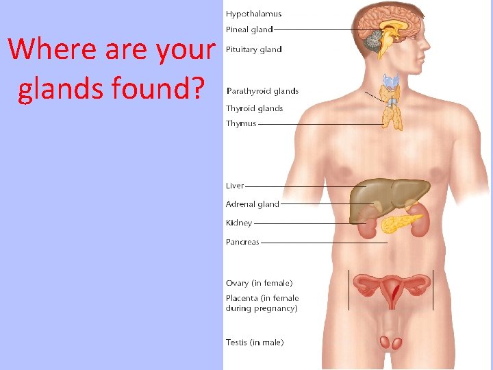 Where are your glands found? 