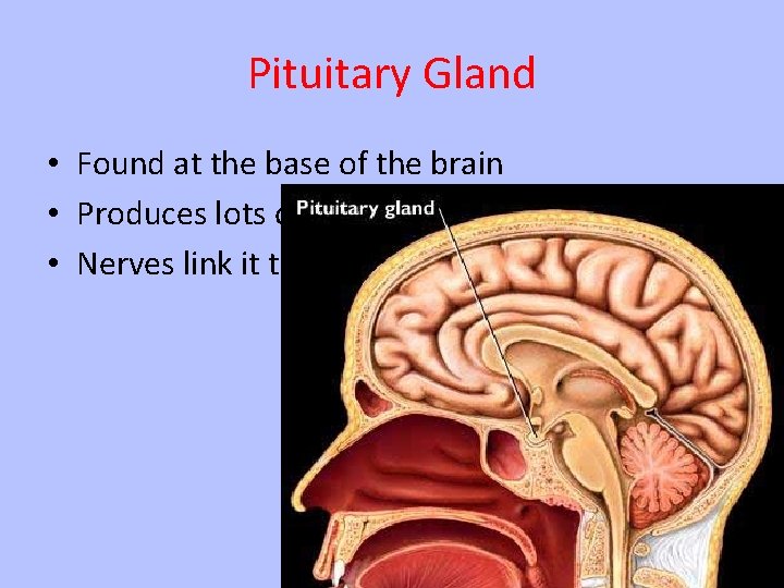 Pituitary Gland • Found at the base of the brain • Produces lots of