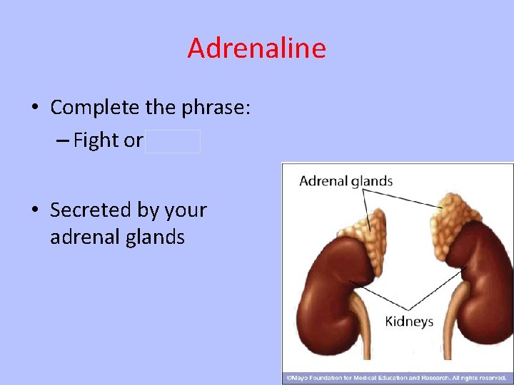 Adrenaline • Complete the phrase: – Fight or flight • Secreted by your adrenal