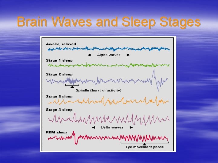 Brain Waves and Sleep Stages 