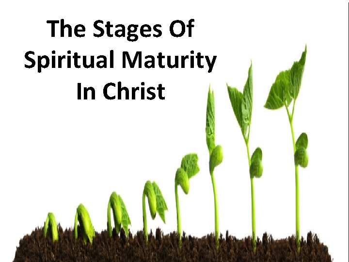 The Stages Of Spiritual Maturity In Christ 