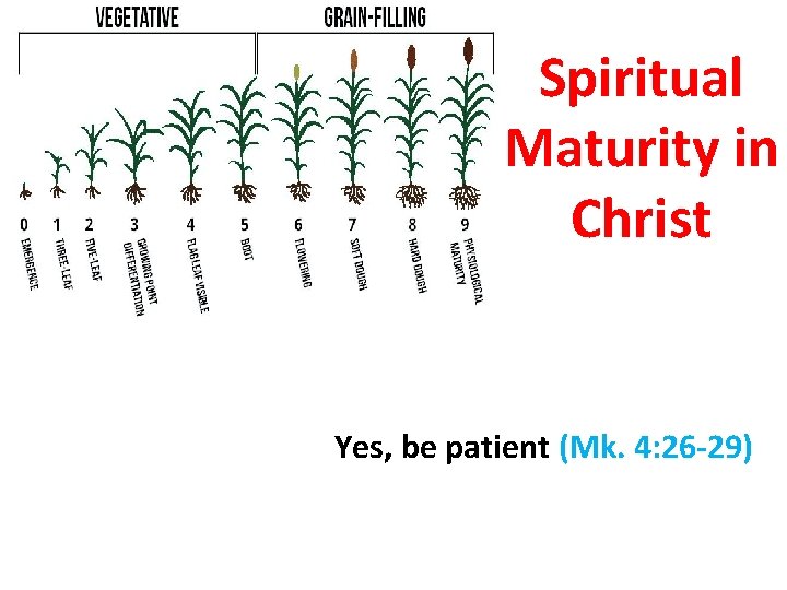 Spiritual Maturity in Christ Yes, be patient (Mk. 4: 26 -29) 