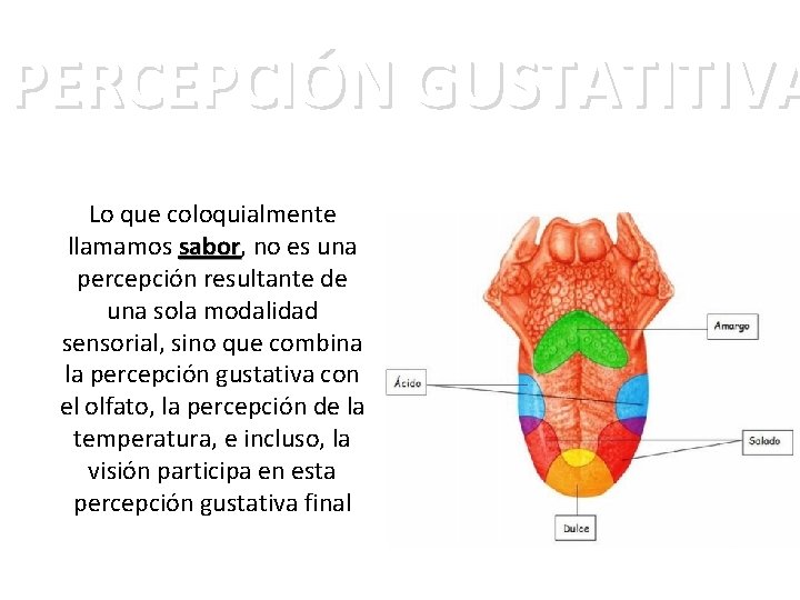 PERCEPCIÓN GUSTATITIVA Lo que coloquialmente llamamos sabor, sabor no es una percepción resultante de