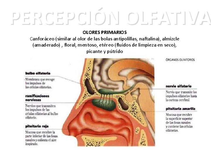 PERCEPCIÓN OLFATIVA OLORES PRIMARIOS Canforáceo (similar al olor de las bolas antipolillas, naftalina), almizcle