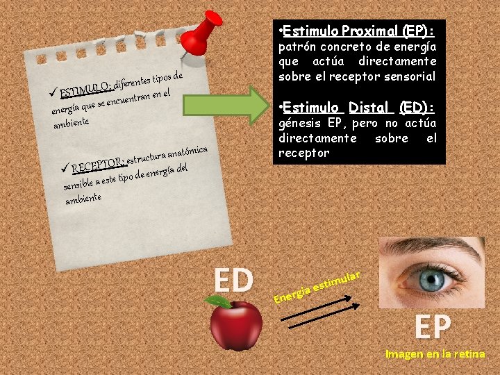  • Estimulo Proximal (EP): patrón concreto de energía que actúa directamente sobre el