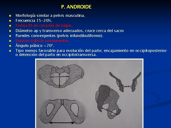 P. ANDROIDE n n n n Morfología similar a pelvis masculina. Frecuencia 15 -20%.