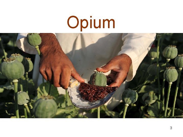 Opium 3 