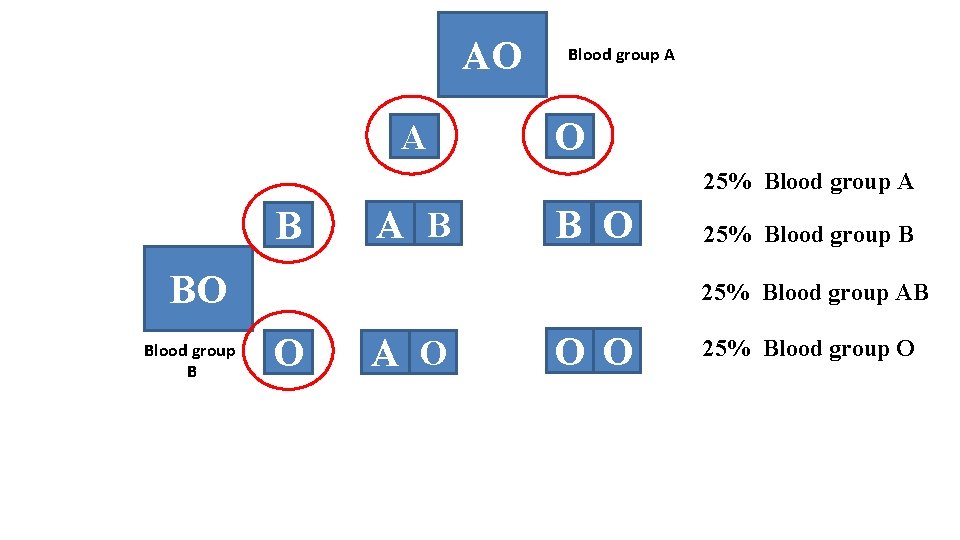 AO A Blood group A O 25% Blood group A B B O BO
