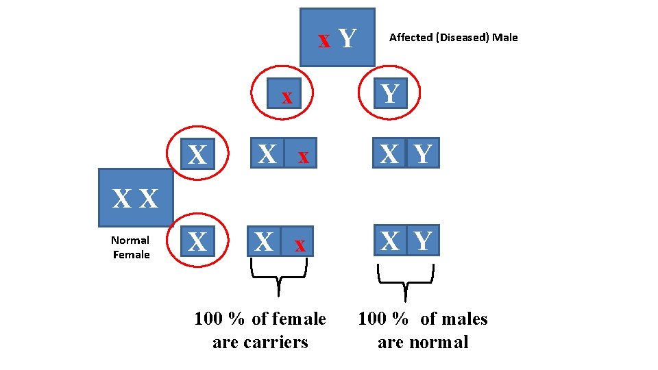 x. Y x Affected (Diseased) Male Y X X x X Y XX Normal