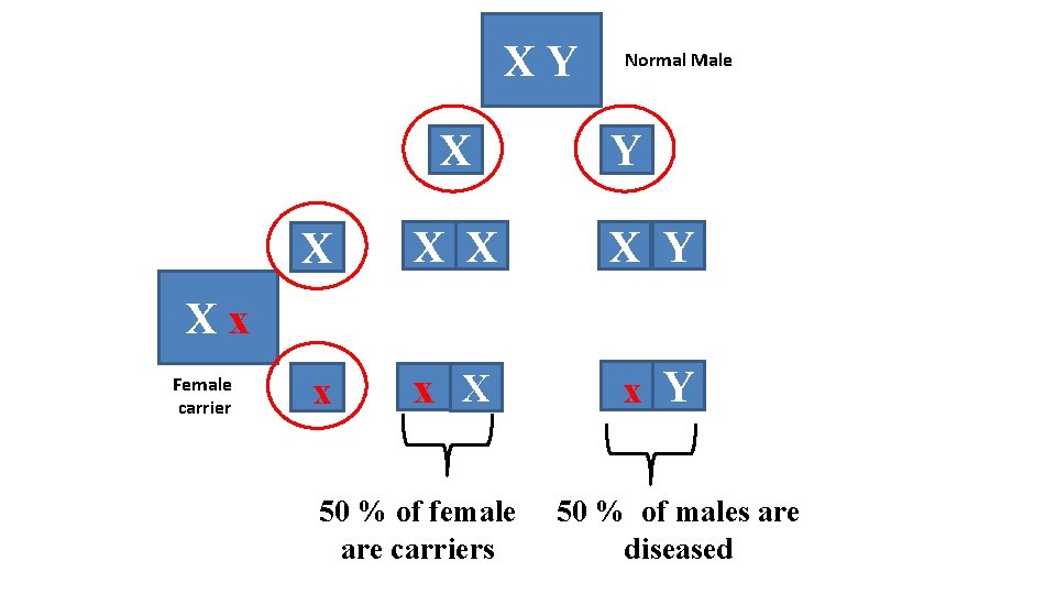 XY X Normal Male Y X X Y x x X x Y Xx