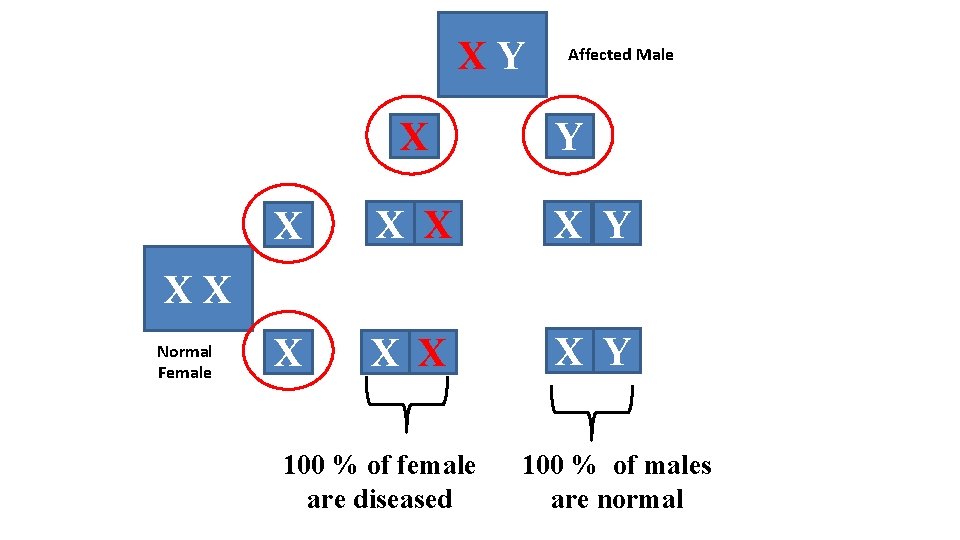 XY X Affected Male Y X X X X Y XX Normal Female 100