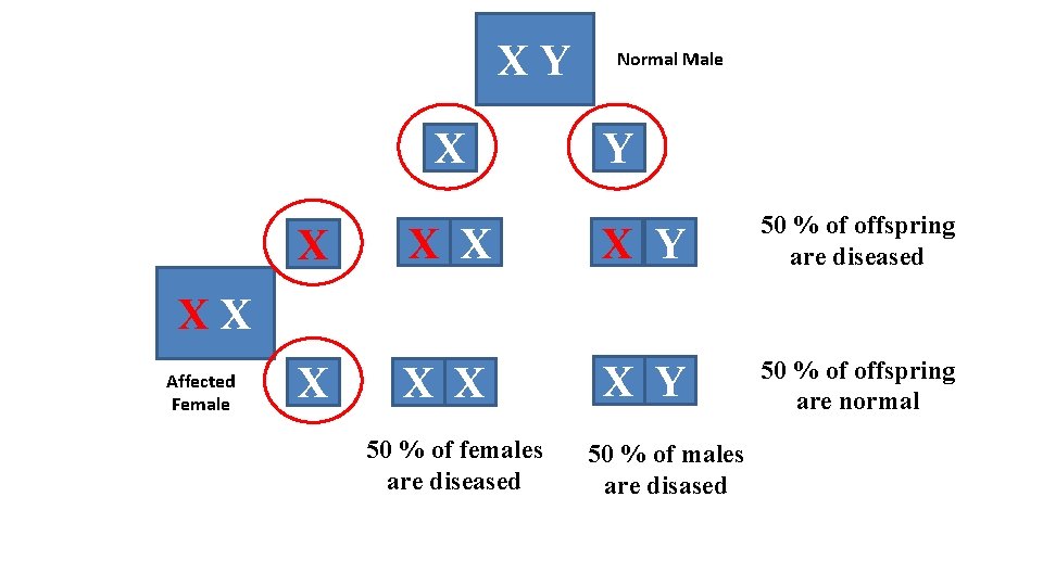 XY X X Normal Male Y X Y 50 % of offspring are diseased