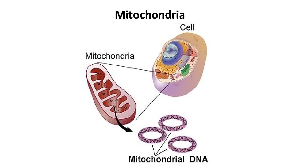 Mitochondria 