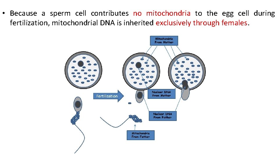  • Because a sperm cell contributes no mitochondria to the egg cell during