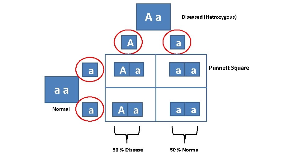 Aa A Diseased (Hetrozygous) a a A a a a 50 % Disease 50