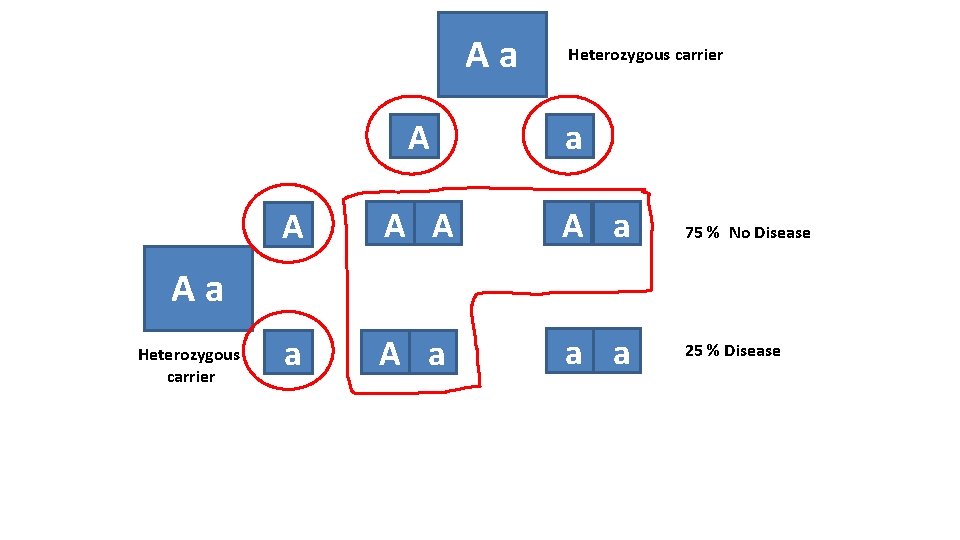 Aa A Heterozygous carrier a A A a 75 % No Disease a A