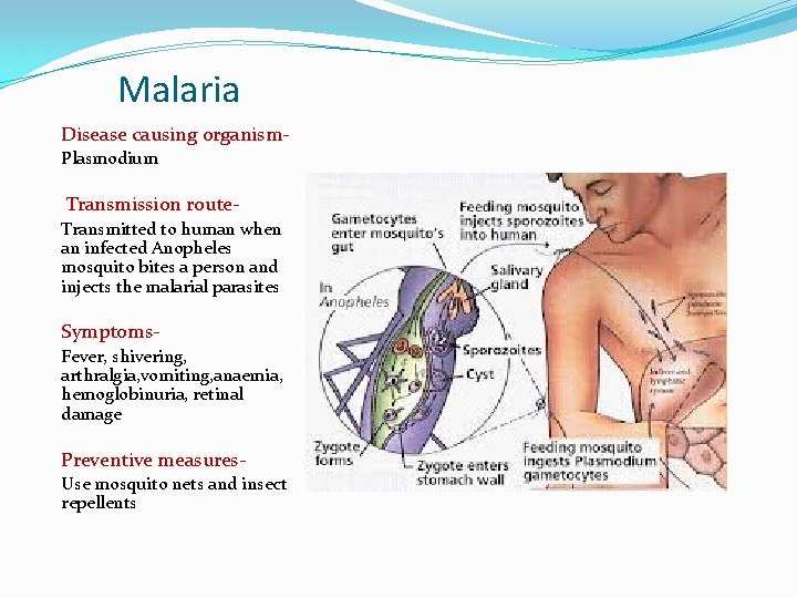 Malaria Disease causing organism. Plasmodium Transmission route. Transmitted to human when an infected Anopheles