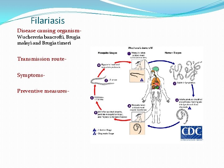 Filariasis Disease causing organism. Wuchereria bancrofti, Brugia malayi and Brugia timori Transmission route. Symptoms.