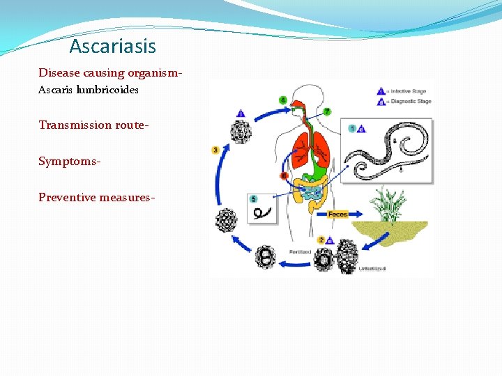 Ascariasis Disease causing organism. Ascaris lumbricoides Transmission route. Symptoms. Preventive measures- 