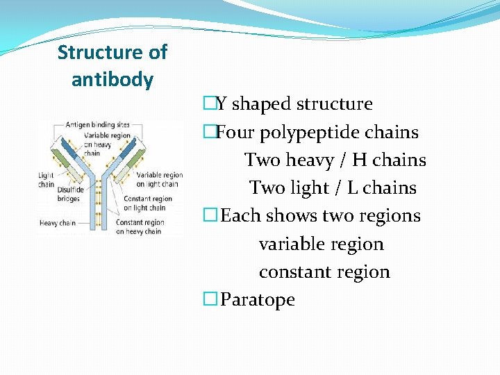 Structure of antibody �Y shaped structure �Four polypeptide chains Two heavy / H chains