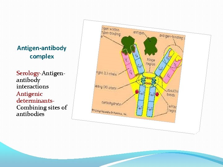Antigen-antibody complex Serology-Antigenantibody interactions Antigenic determinants. Combining sites of antibodies 