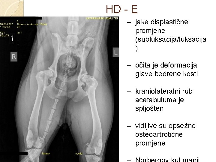 HD - E – jake displastične promjene (subluksacija/luksacija ) – očita je deformacija glave