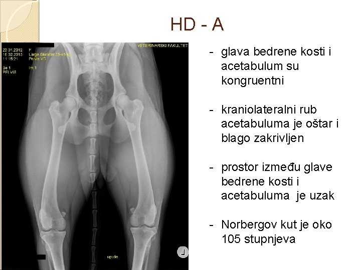 HD - A - glava bedrene kosti i acetabulum su kongruentni - kraniolateralni rub