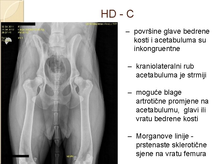 HD - C – površine glave bedrene kosti i acetabuluma su inkongruentne – kraniolateralni