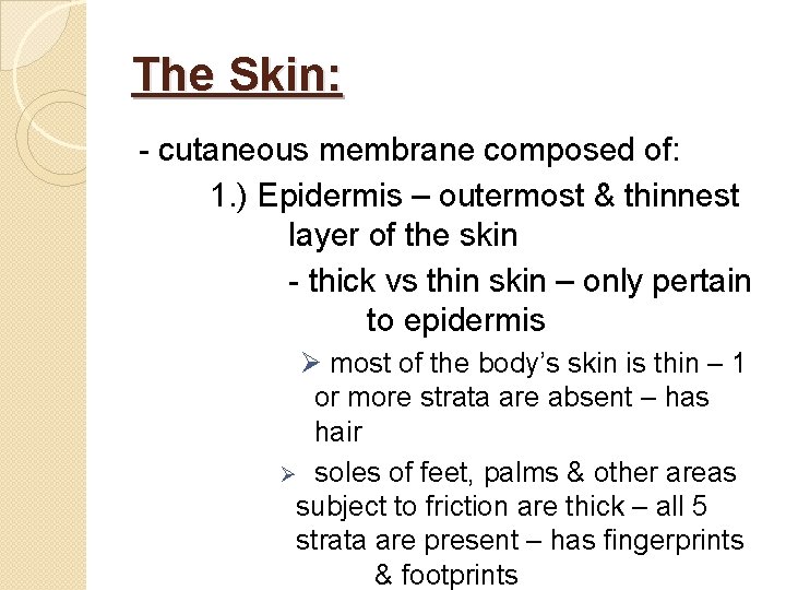 The Skin: - cutaneous membrane composed of: 1. ) Epidermis – outermost & thinnest