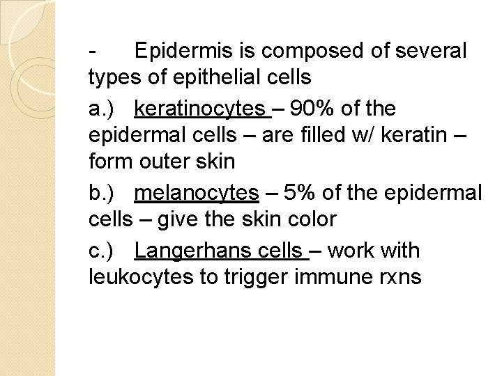 Epidermis is composed of several types of epithelial cells a. ) keratinocytes – 90%