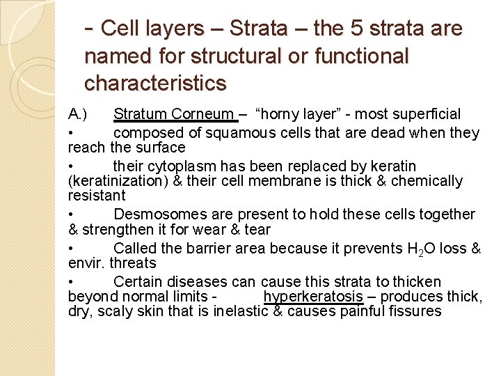 - Cell layers – Strata – the 5 strata are named for structural or