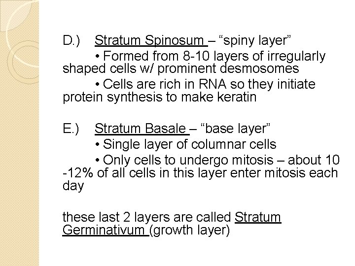 D. ) Stratum Spinosum – “spiny layer” • Formed from 8 -10 layers of