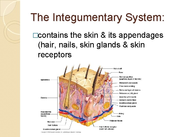 The Integumentary System: �contains the skin & its appendages (hair, nails, skin glands &