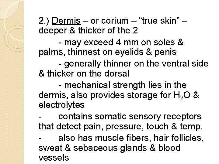 2. ) Dermis – or corium – “true skin” – deeper & thicker of